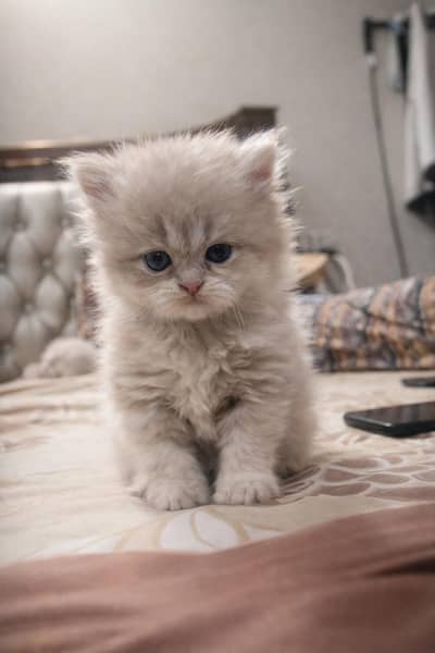 Persian kittens for sale, very playful.