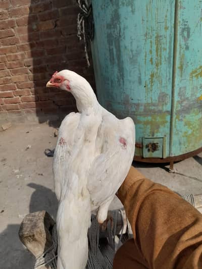 All aseel for sale[0306-14-88-325]