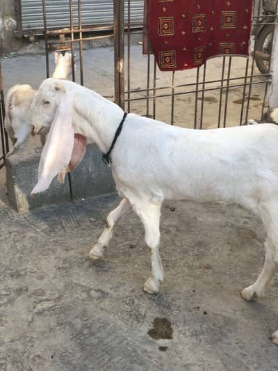 Gulabi female 1 month pregnant 11 months age