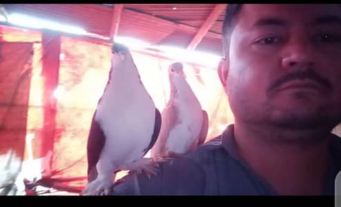 tam black or zard Sheraze