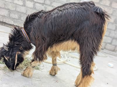BAKRA FOR SALE