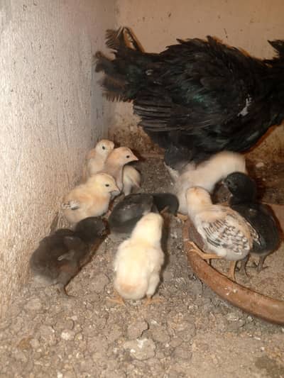 Aseel chicks A + Breed