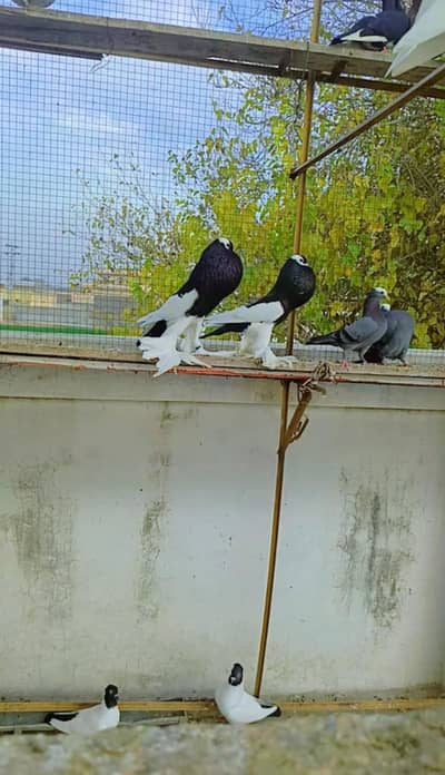 Black magpie reverswing 24 ring