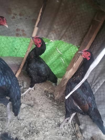 Aseel murgha murgian for sale