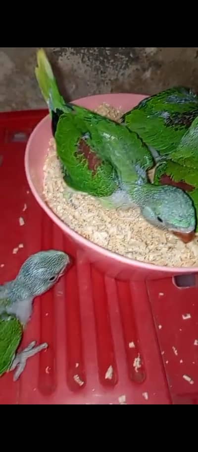 ماشاءاللہ پیور را کشمیری