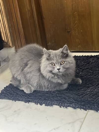 Cat british long hair