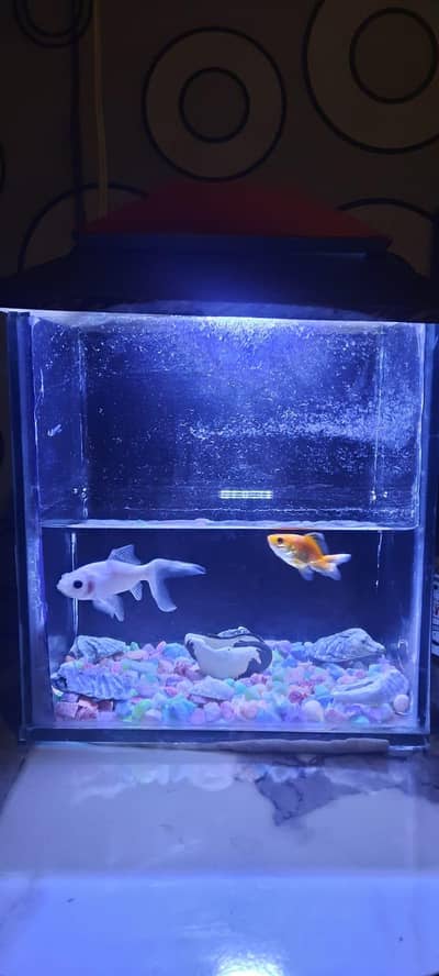 fish,aquarium,filter machine and sand