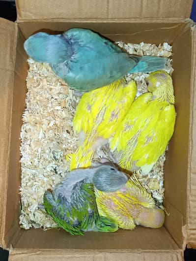 Parrot Chicks for Tame