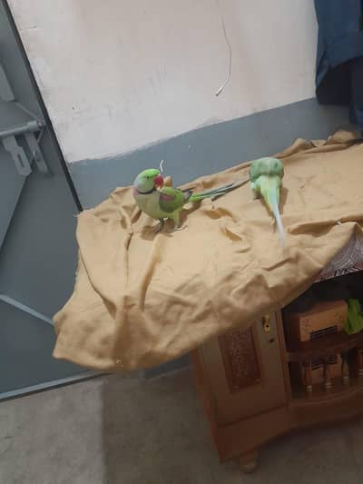 Rawa Handtame breedar male