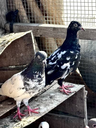 Rampuri Kabli teddy patti mix