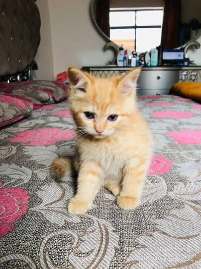 Persian cat for sale