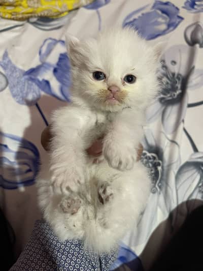 Persian kitten