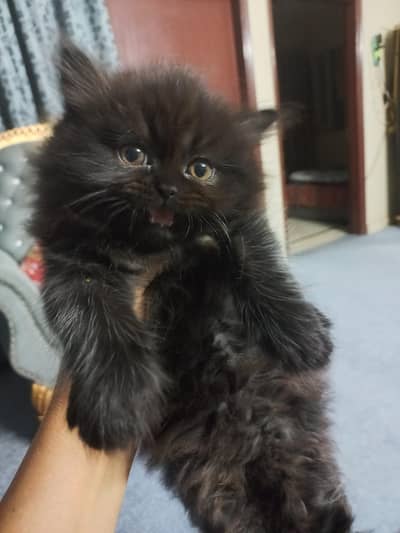 persion heavy furr cited golden brown and bkack kitns