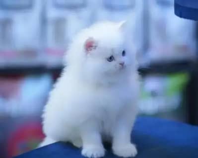 Persian female kitten for sale My WhatsApp number 03-29-26-68-929