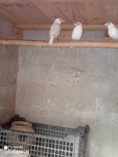 Jova Bird Breader pair