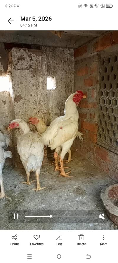 Aseel heera adult for sale 03236111200