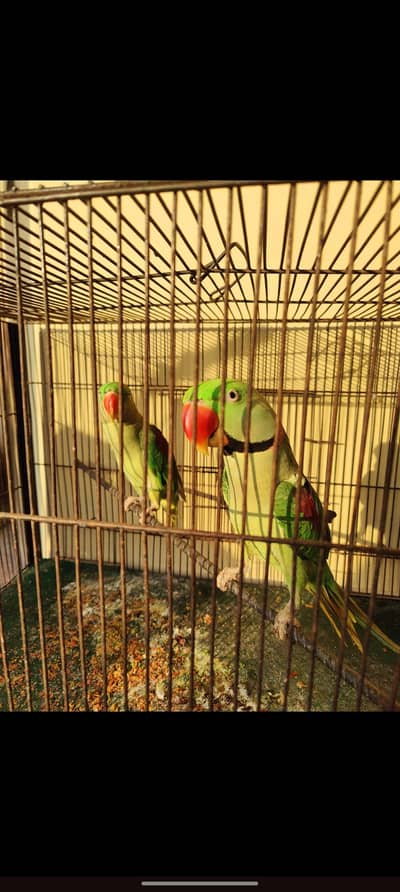 raw parrots pair