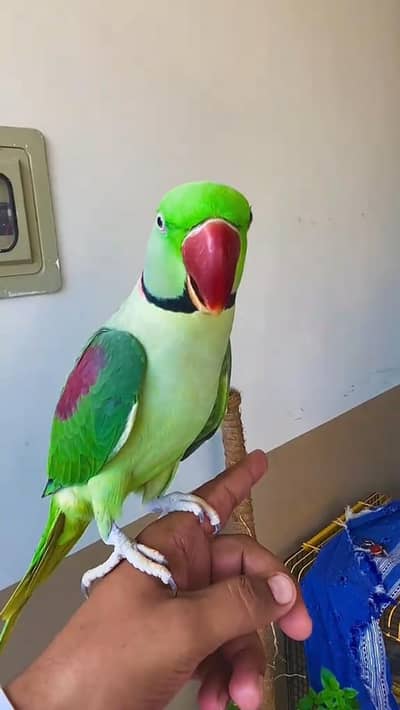 kashmiri raw parrot WhatsApp contact 0342========9369========990