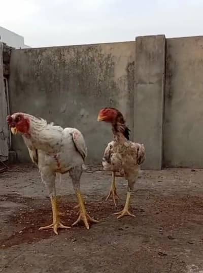 pair for sale location Lahore Iqbal Town. . .