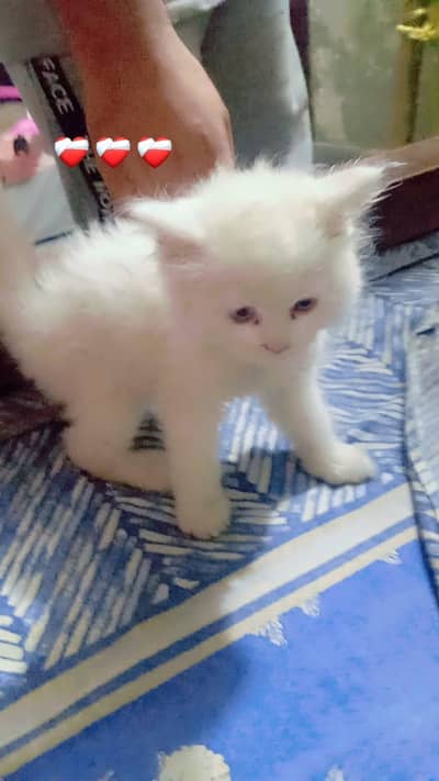 Persian cat male for sale urgent