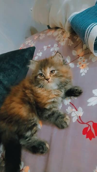 female Persian very playful