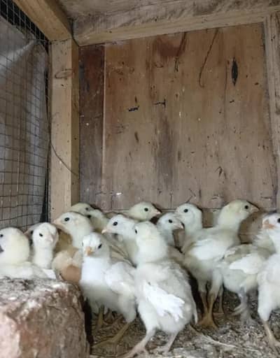 white pure heera aseel