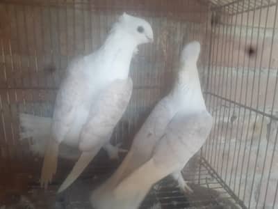 sentinet bridr fimel