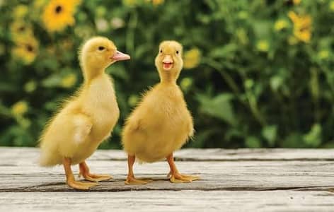 Duck Chicks Available
