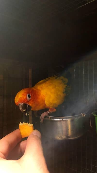 sun conure male