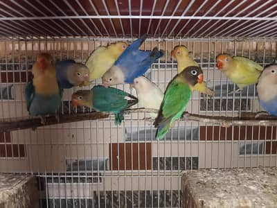 love birds breeder pair