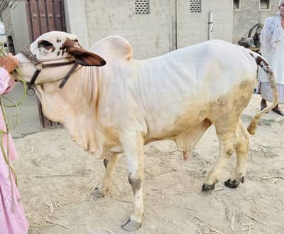 Dasi special nasli bull for sale