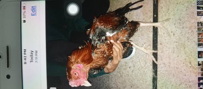 aseel roaster 100% active