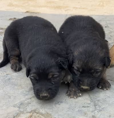 Double coat German shepherds pair available exchange possible