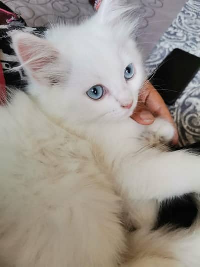 Persian blue Eyes Kitten