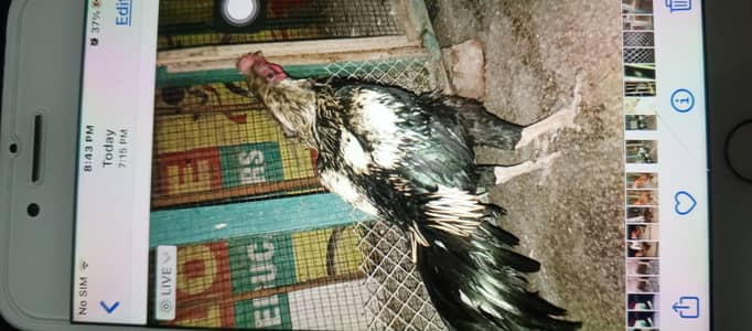 aseel roaster full active