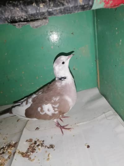 Doves breedr male for sale