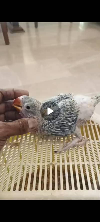 raw and green rinnneck