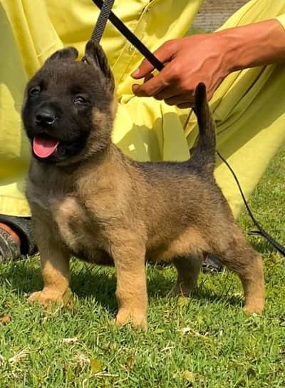 bilinas bigyari mail for sale active and healthy fully security dog