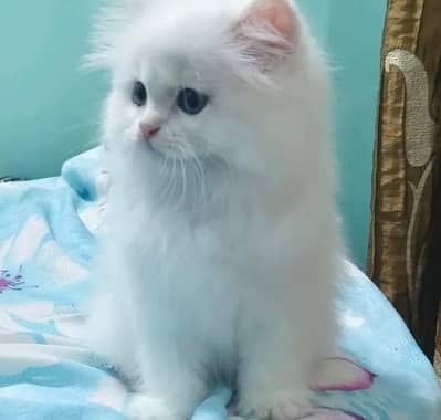 Persian cat for sale my WhatsApp number  0348-97-53-680