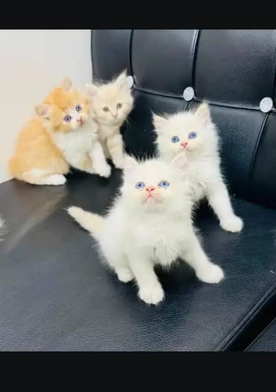 Persian kittens for sale My Whatsapp Number  0334*4278*291
