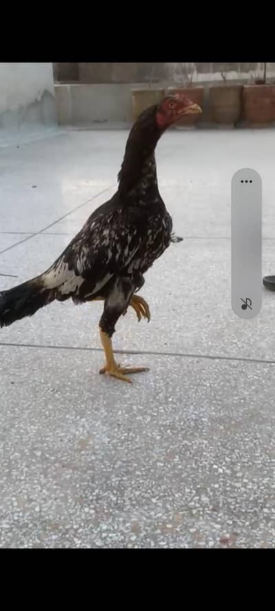 aseel jawa patha . . urgent