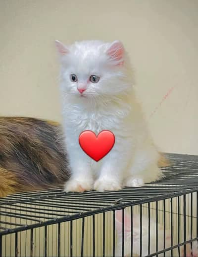 Persian cat for sale my WhatsApp number  03468556940