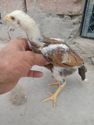 pure aseel chicks for sale 03175088407