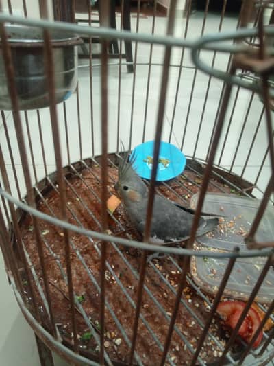 cocktail for sell with cage