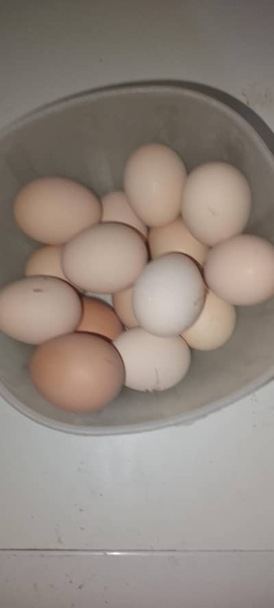 ‎Golden Misri Anday Sale – Healthy Farm Eggs ‎