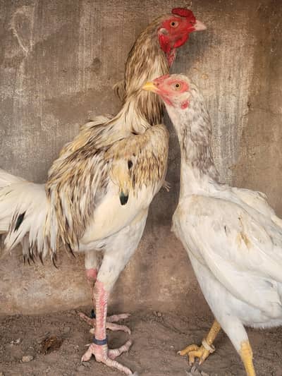 aseel heara coss pair