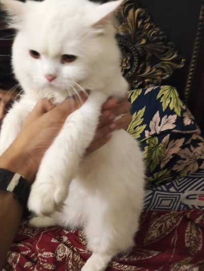 Persian Male Stud | Cute Doll Face