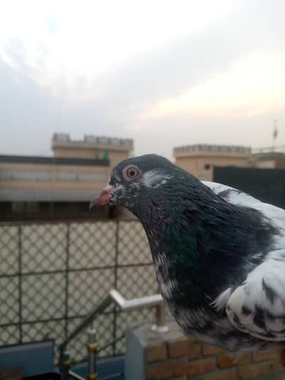 kamagar kabuter blue kamagar kabuter sibo Waly kabuter ha