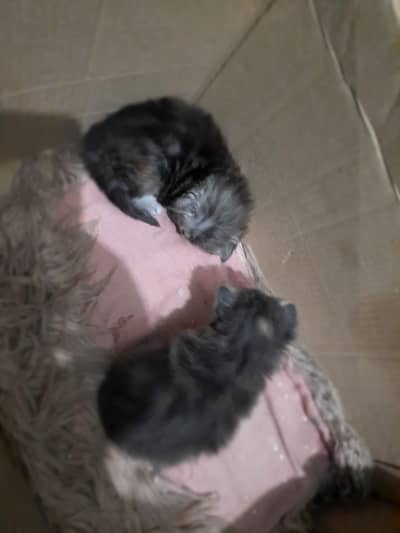 Persian female kittens for sale