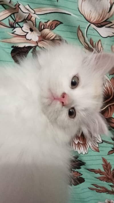 Persian Cat wit sea Green Eyes